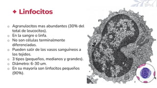 o Agranulocitos mas abundantes (30% del
total de leucocitos).
o En la sangre o linfa.
o No son células terminalmente
diferenciadas.
o Pueden salir de los vasos sanguíneos a
los tejidos.
o 3 tipos (pequeños, medianos y grandes).
o Diámetro: 6-30 um.
o En su mayoría son linfocitos pequeños
(90%).
Linfocitos
 