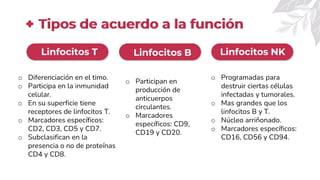 Tipos de acuerdo a la función
Linfocitos T Linfocitos B Linfocitos NK
o Diferenciación en el timo.
o Participa en la inmunidad
celular.
o En su superficie tiene
receptores de linfocitos T.
o Marcadores específicos:
CD2, CD3, CD5 y CD7.
o Subclasifican en la
presencia o no de proteínas
CD4 y CD8.
o Programadas para
destruir ciertas células
infectadas y tumorales.
o Mas grandes que los
linfocitos B y T.
o Núcleo arriñonado.
o Marcadores específicos:
CD16, CD56 y CD94.
o Participan en
producción de
anticuerpos
circulantes.
o Marcadores
específicos: CD9,
CD19 y CD20.
 