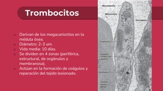 Trombocitos
o Derivan de los megacariocitos en la
médula ósea.
o Diámetro: 2-3 um.
o Vida media: 10 días.
o Se dividen en 4 zonas (periférica,
estructural, de orgánulos y
membranosa).
o Actúan en la formación de coágulos y
reparación del tejido lesionado.
 