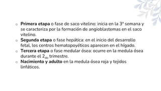 o Primera etapa o fase de saco vitelino: inicia en la 3ª semana y
se caracteriza por la formación de angioblastemas en el saco
vitelino.
o Segunda etapa o fase hepática: en el inicio del desarrollo
fetal, los centros hematopoyéticos aparecen en el hígado.
o Tercera etapa o fase medular ósea: ocurre en la medula ósea
durante el 2do trimestre.
o Nacimiento y adulto en la medula ósea roja y tejidos
linfáticos.
 
