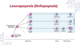 Leucopoyesis (linfopoyesis)
 