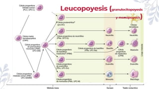 Leucopoyesis (granulocitopoyesis
y monopoyesis)
 