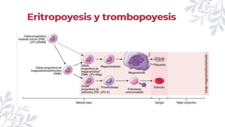 Eritropoyesis y trombopoyesis
 