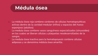 Médula ósea
o La médula ósea roja contiene cordones de células hematopoyéticas
activas dentro de la cavidad medular (niños) y espacios del hueso
esponjoso (adultos).
o La medula ósea contiene vasos sanguíneos especializados (sinusoides)
en los cuales se liberan células y plaquetas neodesarrolladas de la
sangre.
o La medula ósea inactiva para la hematopoyesis contiene células
adiposas y se denomina médula ósea amarilla.
 