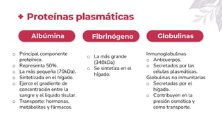 Proteínas plasmáticas
Albúmina Fibrinógeno Globulinas
o Principal componente
proteínico.
o Representa 50%.
o La más pequeña (70kDa).
o Sintetizada en el hígado.
o Ejerce el gradiente de
concentración entre la
sangre y el liquido tisular.
o Transporte: hormonas,
metabolitos y fármacos.
Inmunoglobulinas
o Anticuerpos.
o Secretados por las
células plasmáticas.
Globulinas no inmunitarias
o Secretadas por el
hígado.
o Contribuyen en la
presión osmótica y
como transporte.
o La más grande
(340kDa)
o Se sintetiza en el
hígado.
 