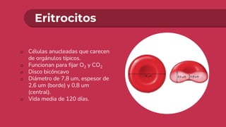 Eritrocitos
o Células anucleadas que carecen
de orgánulos típicos.
o Funcionan para fijar O2 y CO2
o Disco bicóncavo
o Diámetro de 7,8 um, espesor de
2,6 um (borde) y 0,8 um
(central).
o Vida media de 120 días.
 