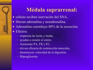 Médula suprarrenal:
♦ células reciben inervación del SNA,
♦ liberan adrenalina y noradrenalina.
♦ Adrenalina constituye 80% de la secreción.
♦ Efectos:
– respuesta de lucha y huida,
– ayudan a resistir el estrés.
– Aumentan PA, FR y FC,
– elevan eficacia de contracción muscular,
– disminuyen velocidad de la digestión.
– Hiperglicemia
 
