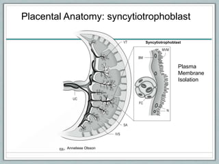 Syncytiotrophoblast
Anneliese Olsson
Placental Anatomy: syncytiotrophoblast
Plasma
Membrane
Isolation
 