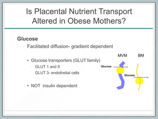 Is Placental Nutrient Transport
Altered in Obese Mothers?
Glucose
• Facilitated diffusion- gradient dependent
• Glucose transporters (GLUT family)
• GLUT 1 and 9
GLUT 3- endothelial cells
• NOT insulin dependent
Glucose
Glucose
MVM BM
 