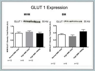 N
orm
alB
M
I/A
G
A
H
igh
B
M
I/A
G
A
H
igh
B
M
I/>4000g
0.0
0.5
1.0
1.5
MVMGLUT1Density/TotalProtein(A.U.)
n=9 n=12n=12
55 KdGLUT 1
N
orm
alB
M
I/A
G
A
H
igh
B
M
I/A
G
A
H
igh
B
M
I/>4000g
0.0
0.2
0.4
0.6
BMGLUT1Density/TotalProtein(A.U.)
n=12 n=12n=9
55 KdGLUT 1
GLUT 1 Expression
MVM BM
 