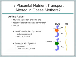 Is Placental Nutrient Transport
Altered in Obese Mothers?
Amino Acids
• Multiple transport proteins are
• responsible for uptake and transfer
• of AAs
• Non-Essential AA: System A
• sodium dependent
• SNAT 1, 2 and 4
• Essential AA: System L
• exchanger
• LAT1 and LAT2, CD98
Na+
AA
Leucine
AA
MVM BM
 