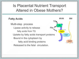 Is Placental Nutrient Transport
Altered in Obese Mothers?
Fatty Acids
Multi-step process
• Lipase activity to release
fatty acids from TG
Uptake by fatty acids transport proteins
• Bound in the cytoplasm by
• fatty acid binding proteins
• Released to the fetal circulation.
TG
FATP
MVM BM
LPL
FAs
FATP
 
