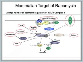 Mammalian Target of Rapamycin
A large number of upstream regulators of mTOR Complex 1
mTOR
Raptor
S6K1
Thr 389P
RPS6
P
Translation
4E-BP1
P
Thr 37, 46 & 70
Ser 235 & 236
Insulin/IGF-I receptor
P
AKT
IRS-1
PI3KP
p85
hVps34
TSC1/2
Glucose
Amino acids
ATP
Oxygen
Tyr 612
P
Thr308
FFA
LRb
CortisolREDD1
 