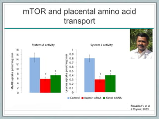 mTOR and placental amino acid
transport
Rosario FJ et al
J Physiol. 2013
 