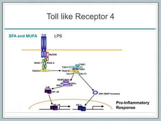 Toll like Receptor 4
SFA and MUFA
Pro-Inflammatory
Response
LPS
 