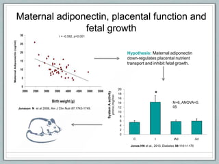 Jansson N et al 2008, Am J Clin Nutr 87:1743-1749.
r = -0.592, p<0.001
Maternal adiponectin, placental function and
fetal growth
Hypothesis: Maternal adiponectin
down-regulates placental nutrient
transport and inhibit fetal growth.
Jones HN et al., 2010, Diabetes 59:1161-1170
N=6, ANOVA<0.
05
0
2
4
6
8
10
12
14
16
18
20
C I IAd Ad
SystemAactivity
pmmo;/mg/min
*
 