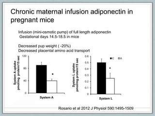 Chronic maternal infusion adiponectin in
pregnant mice
Infusion (mini-osmotic pump) of full length adiponectin
Gestational days 14.5-18.5 in mice
Decreased pup weight ( -20%)
Decreased placental amino acid transport
0
40
80
120
System A
SystemAuptake
pmol/mgprotein/15sec
*
0
0.1
0.2
0.3
0.4
0.5
0.6
System L
SystemLuptake
pmol/mgprotein/15sec
C A
*
Rosario et al 2012 J Physiol 590:1495-1509
 