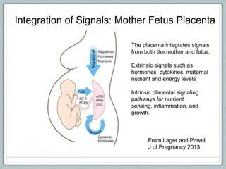 From Lager and Powell
J of Pregnancy 2013
Integration of Signals: Mother Fetus Placenta
The placenta integrates signals
from both the mother and fetus.
Extrinsic signals such as
hormones, cytokines, maternal
nutrient and energy levels
Intrinsic placental signaling
pathways for nutrient
sensing, inflammation, and
growth.
 