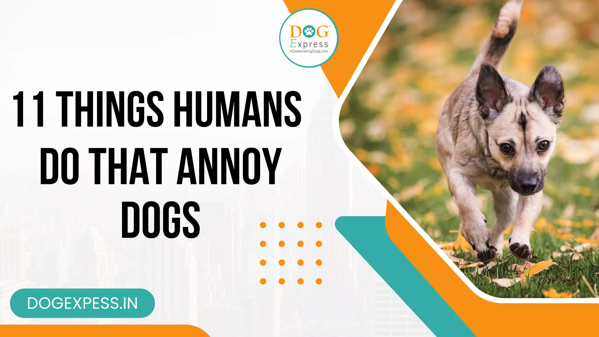 11 Things Humans Do That Annoy Dogs PPT