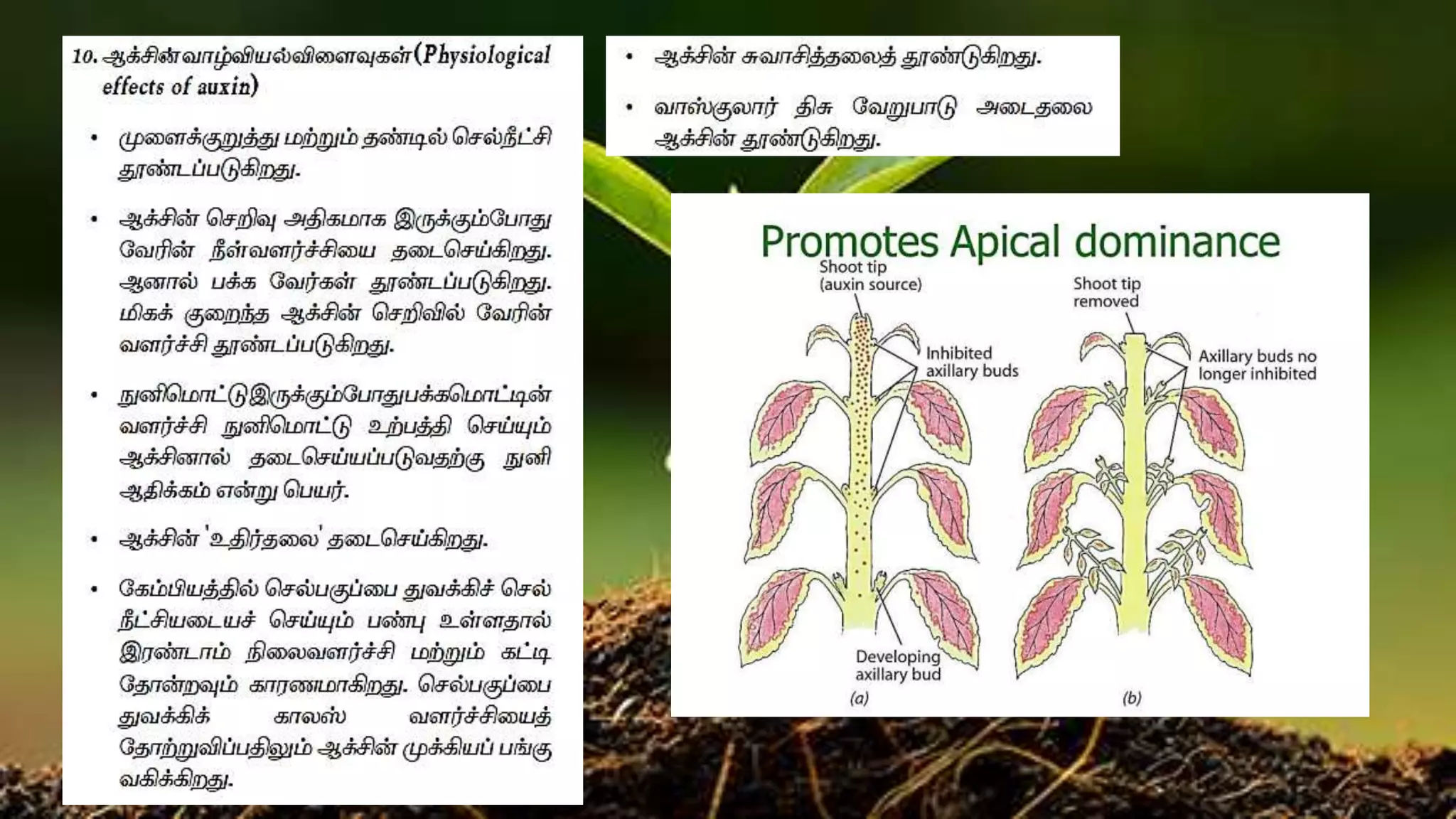 Thermonasty Example AUXIN | PPT