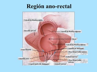 Región ano-rectal
Válvula de Houston media
Elevador del ano
Válvula de Houston inferior
Válvula de Houston superior
Columna de Morgagni
Plexo hemorroidal interno
Esfinter interno
Plexo hemorroidal
externo
Esfinter externoCriptas anales (de Morgagni)
Glándula anal
Línea dentada
Recto
 