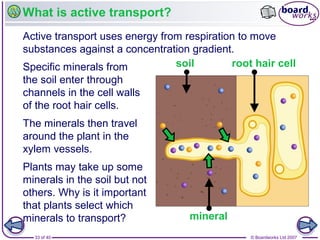 Active Transport In Plants