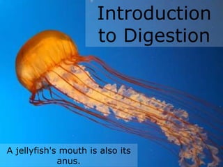 Introduction to Digestion A jellyfish's mouth is also its anus. 