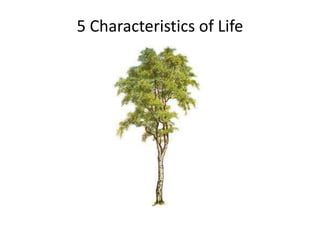 5 Characteristics of Life
 