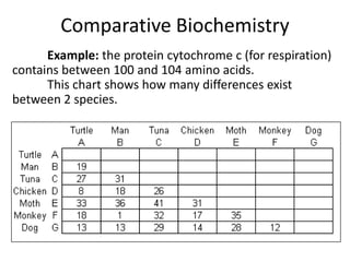 11u bio 03 | PPT