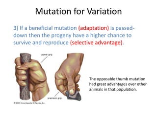 Mutation for Variation
3) If a beneficial mutation (adaptation) is passed-
down then the progeny have a higher chance to
survive and reproduce (selective advantage).




                               The opposable thumb mutation
                               had great advantages over other
                               animals in that population.
 