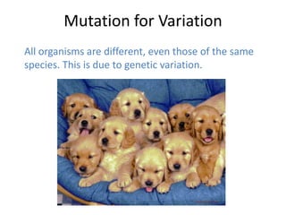 Mutation for Variation
All organisms are different, even those of the same
species. This is due to genetic variation.
 