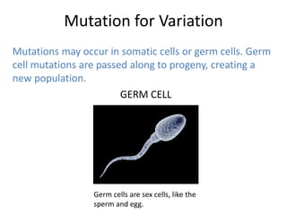 Mutation for Variation
Mutations may occur in somatic cells or germ cells. Germ
cell mutations are passed along to progeny, creating a
new population.
                        GERM CELL




                 Germ cells are sex cells, like the
                 sperm and egg.
 