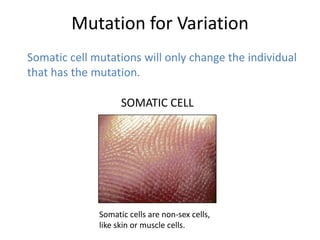 Mutation for Variation
Somatic cell mutations will only change the individual
that has the mutation.

                    SOMATIC CELL




              Somatic cells are non-sex cells,
              like skin or muscle cells.
 