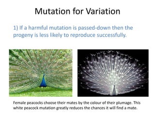 Mutation for Variation
1) If a harmful mutation is passed-down then the
progeny is less likely to reproduce successfully.




Female peacocks choose their mates by the colour of their plumage. This
white peacock mutation greatly reduces the chances it will find a mate.
 