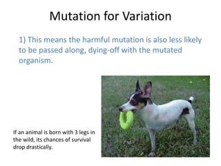 Mutation for Variation
  1) This means the harmful mutation is also less likely
  to be passed along, dying-off with the mutated
  organism.




If an animal is born with 3 legs in
the wild, its chances of survival
drop drastically.
 
