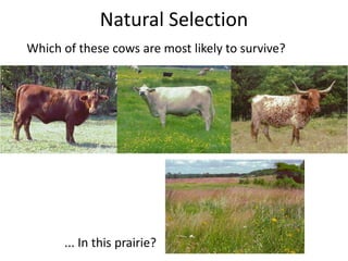Natural Selection
Which of these cows are most likely to survive?




      ... In this prairie?
 