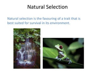 Natural Selection
Natural selection is the favouring of a trait that is
best suited for survival in its environment.
 