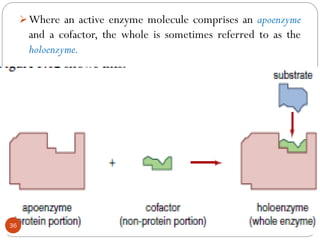 Comprehensive Overview of Enzyme Structure, Function, and ...