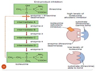 Comprehensive Overview of Enzyme Structure, Function, and ...