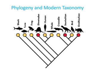 Phylogeny and Modern Taxonomy
 