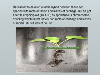 • He wanted to develop a fertile hybrid between these two
species with roots of radish and leaves of cabbage. But he got
a fertile amphidiploid (4n = 36) by spontaneous chromosome
doubling which unfortunately had roots of cabbage and leaves
of radish. Thus it was of no use.
 