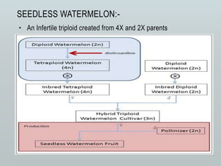 • An Infertile triploid created from 4X and 2X parents
SEEDLESS WATERMELON:-
 