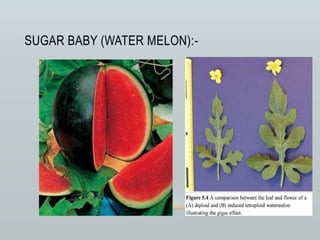 SUGAR BABY (WATER MELON):-
 