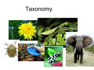 Taxonomy
 