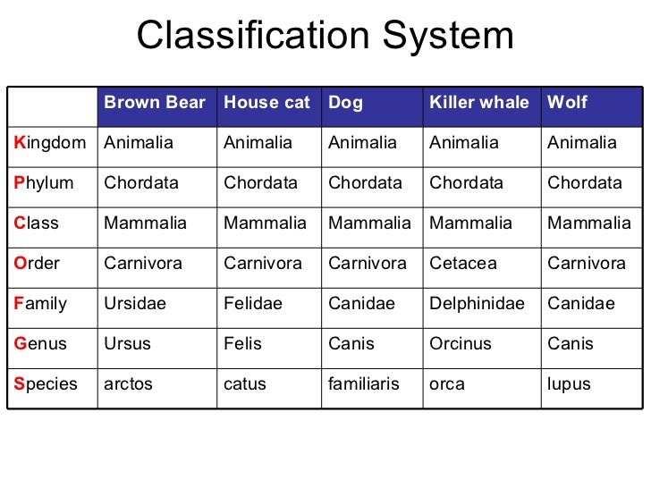 11u bio div 03 classification chart for dogs