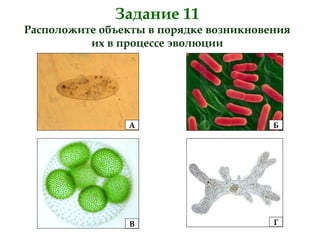Задание 11
Расположите объекты в порядке возникновения
их в процессе эволюции
А Б
В Г