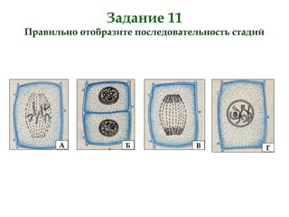 Задание 11
Правильно отобразите последовательность стадий
А Б В Г