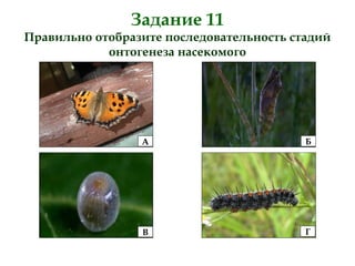 Задание 11
Правильно отобразите последовательность стадий
онтогенеза насекомого
БА
В Г
