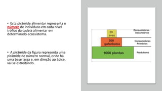 • Esta pirâmide alimentar representa o
número de indivíduos em cada nível
trófico da cadeia alimentar em
determinado ecossistema.
• A pirâmide da figura representa uma
pirâmide de número normal, onde há
uma base larga e, em direção ao ápice,
vai se estreitando.
 