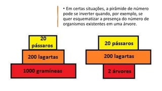 • Em certas situações, a pirâmide de número
pode se inverter quando, por exemplo, se
quer esquematizar a presença do número de
organismos existentes em uma árvore.
 